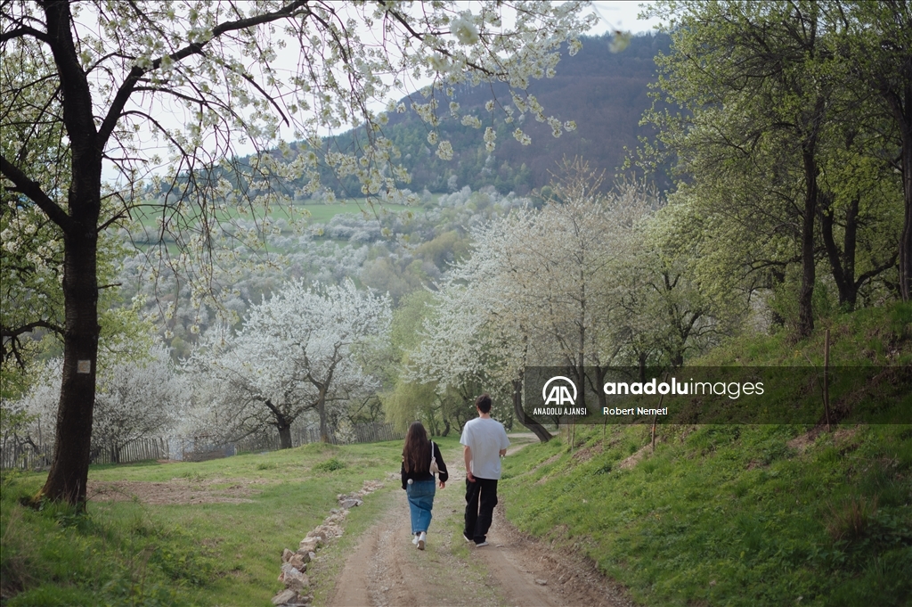 İklim değişikliği nedeniyle Slovakya'da kiraz ağaçları erken çiçek açtı