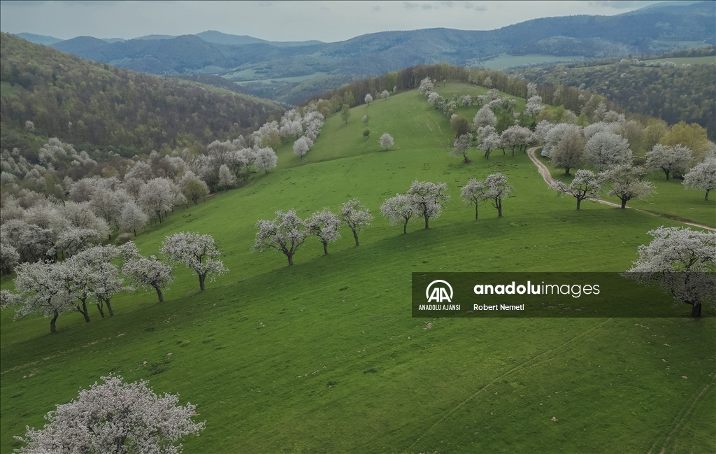 İklim değişikliği nedeniyle Slovakya'da kiraz ağaçları erken çiçek açtı