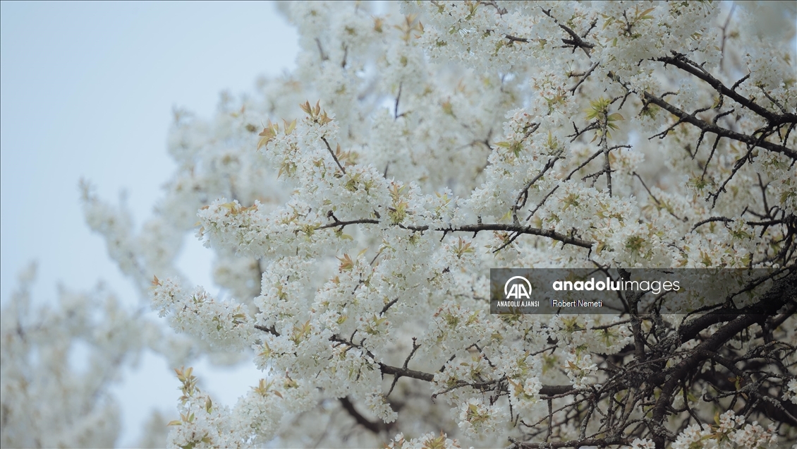 İklim değişikliği nedeniyle Slovakya'da kiraz ağaçları erken çiçek açtı