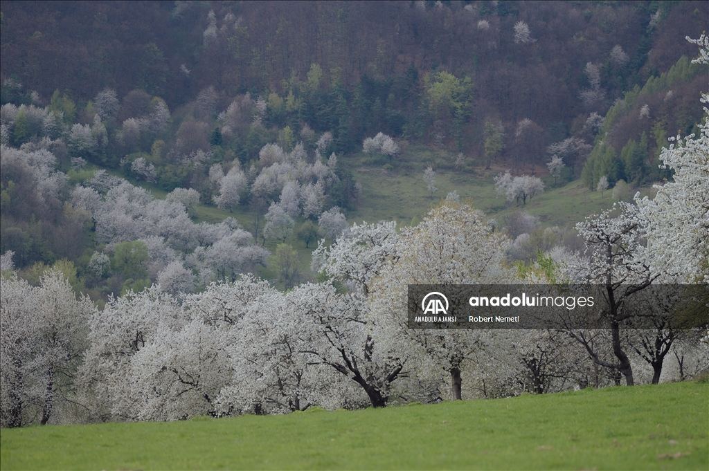 İklim değişikliği nedeniyle Slovakya'da kiraz ağaçları erken çiçek açtı