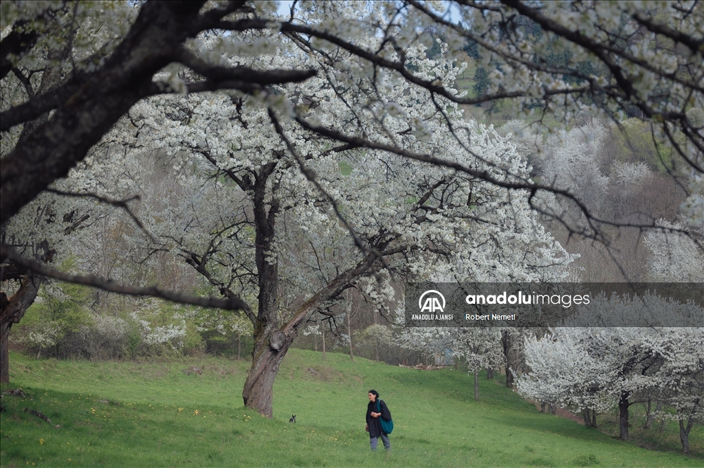 İklim değişikliği nedeniyle Slovakya'da kiraz ağaçları erken çiçek açtı