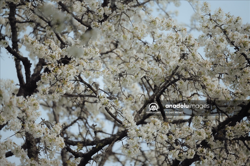 İklim değişikliği nedeniyle Slovakya'da kiraz ağaçları erken çiçek açtı