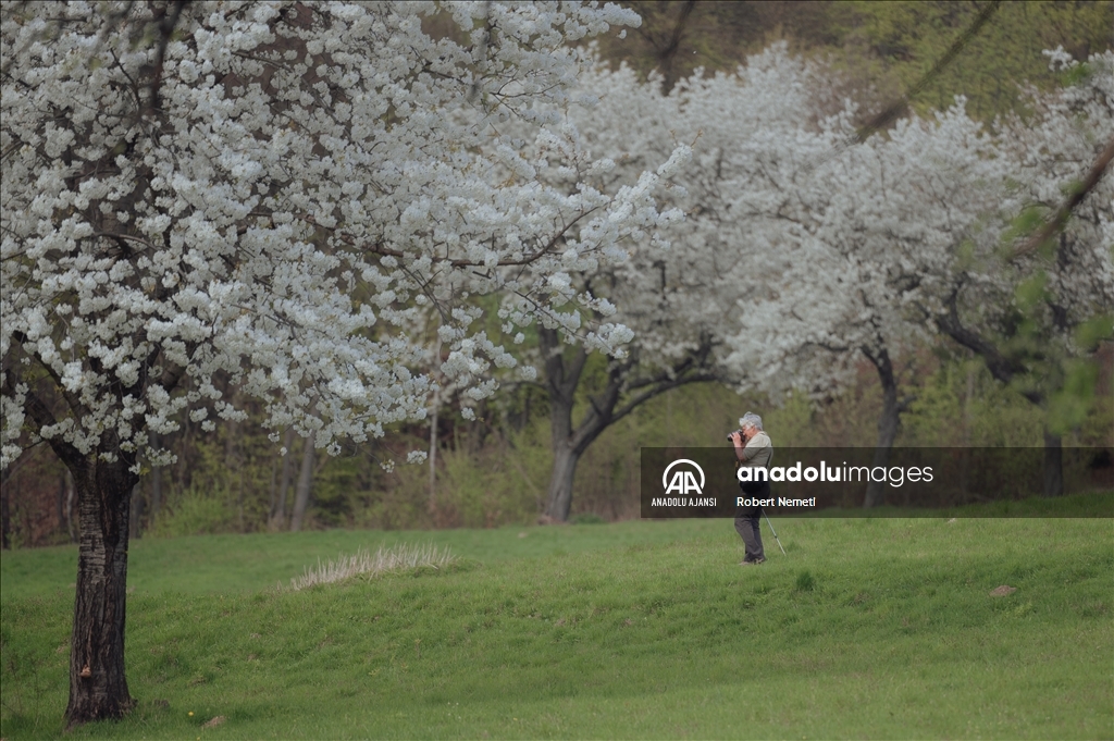 İklim değişikliği nedeniyle Slovakya'da kiraz ağaçları erken çiçek açtı