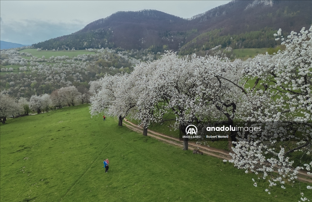 İklim değişikliği nedeniyle Slovakya'da kiraz ağaçları erken çiçek açtı
