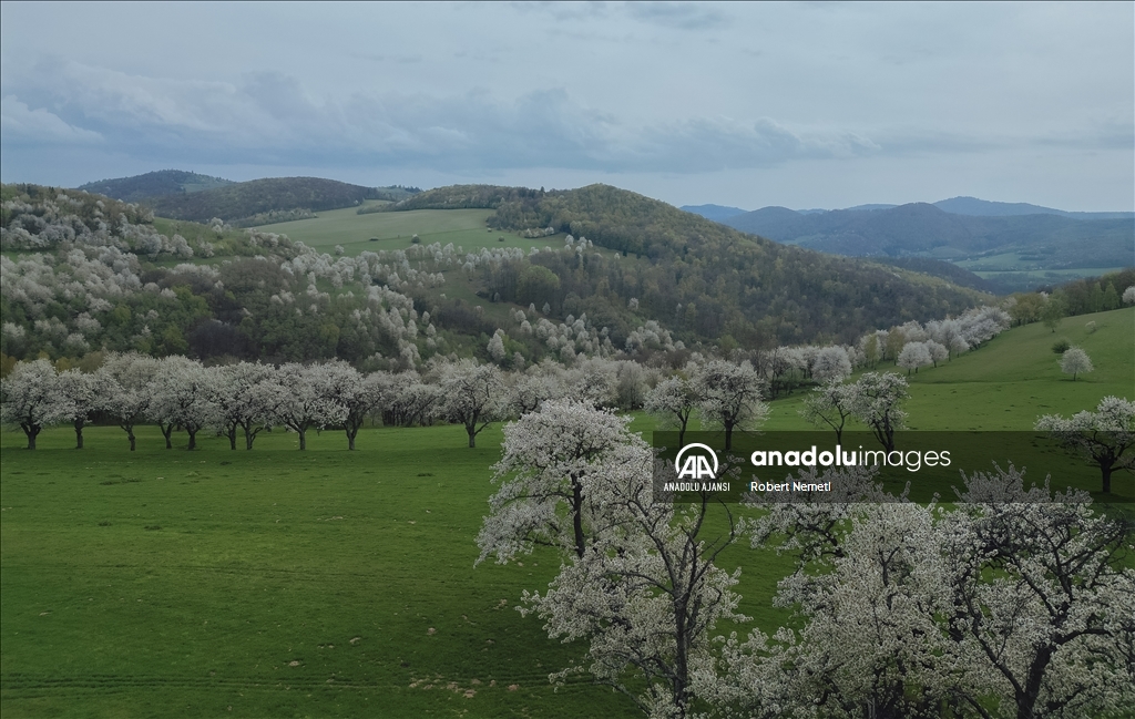 İklim değişikliği nedeniyle Slovakya'da kiraz ağaçları erken çiçek açtı