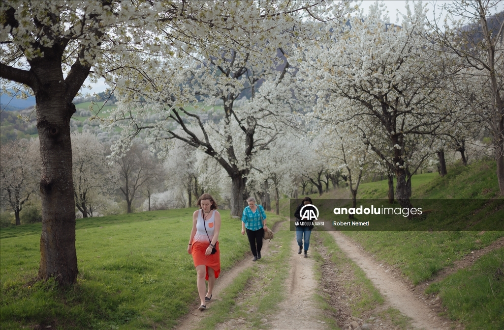 İklim değişikliği nedeniyle Slovakya'da kiraz ağaçları erken çiçek açtı