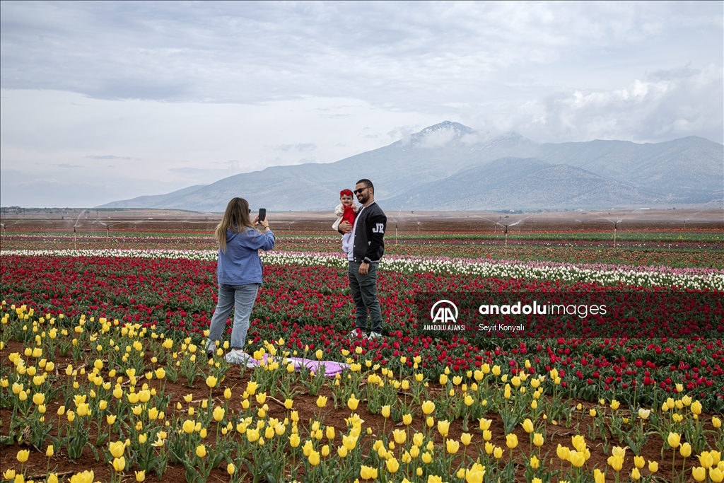 Karaman'daki Lale tarlası bayram ziyaretçileriyle hareketlendi