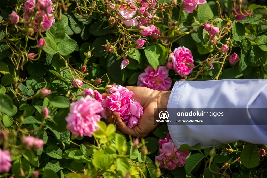 Rose cultivation remains one of leading livelihoods of Omanis