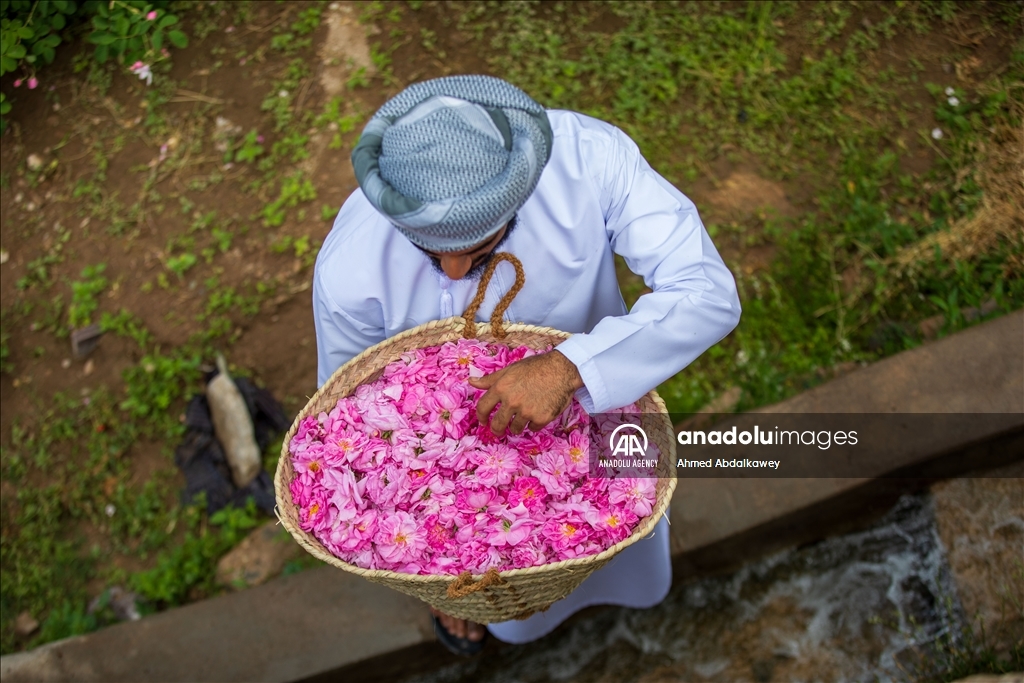 Rose cultivation remains one of leading livelihoods of Omanis