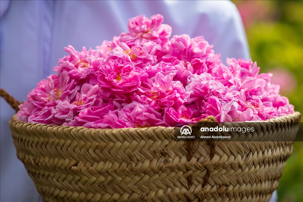 Rose cultivation remains one of leading livelihoods of Omanis