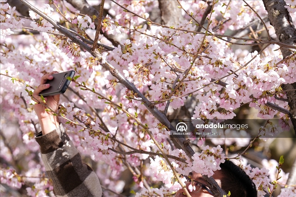 Kanada'da kiraz çiçeği mevsimi