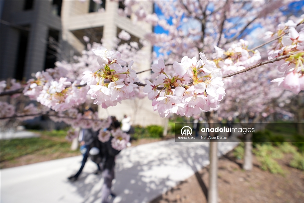 Kanada'da kiraz çiçeği mevsimi