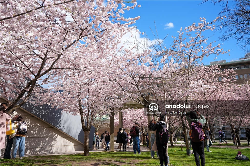 Kanada'da kiraz çiçeği mevsimi