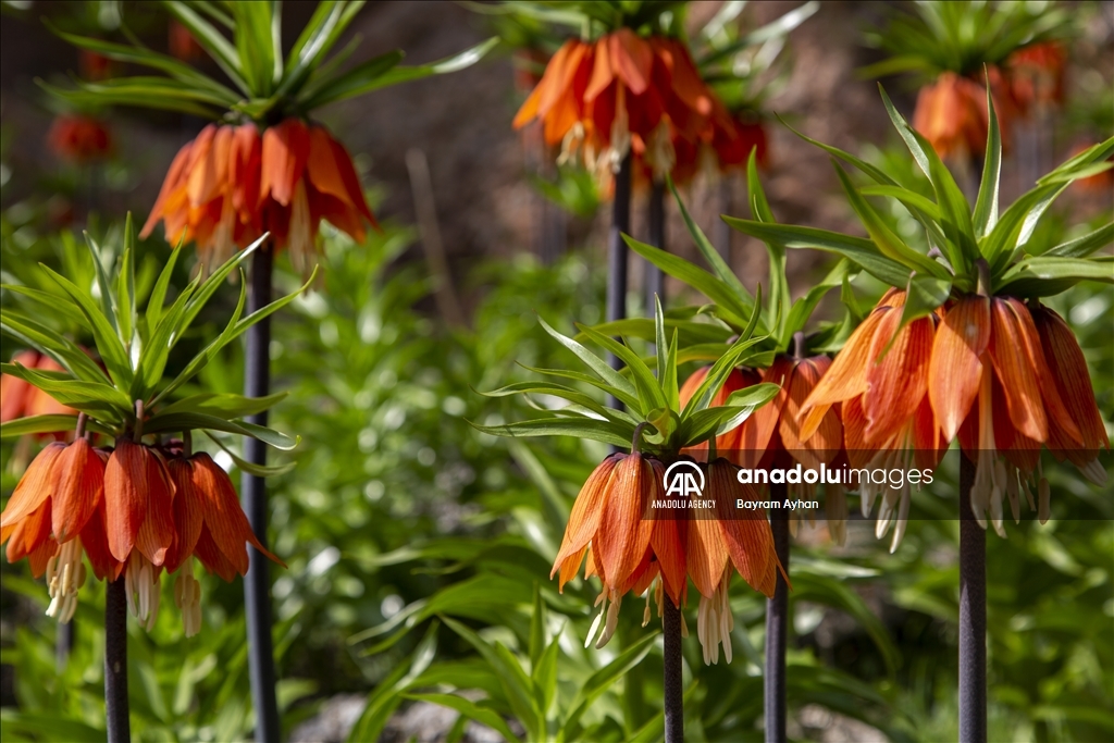 В турецкой Малатье зацвели перевернутые тюльпаны - Anadolu Ajansı