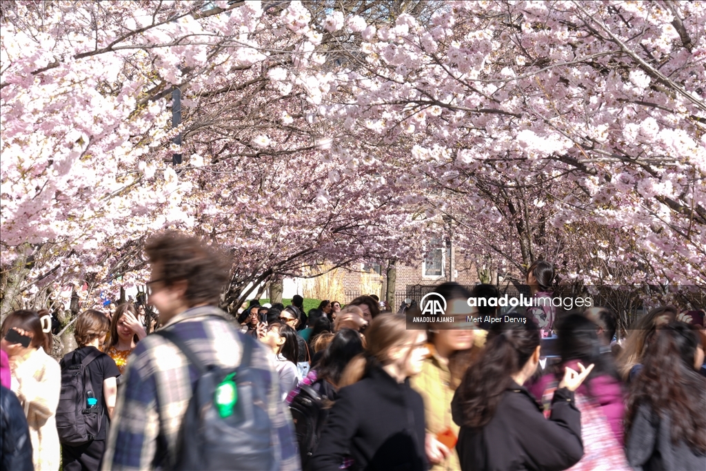 Kanada'da kiraz çiçeği mevsimi