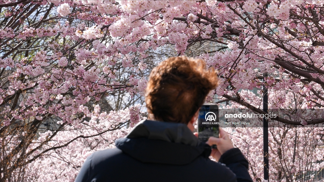 Kanada'da kiraz çiçeği mevsimi