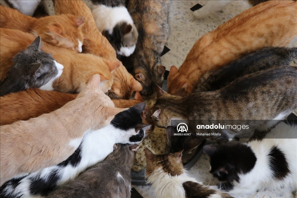 هدى بوشهدة.. تونسية تنقذ 400 قط و22 كلبا من الشارع