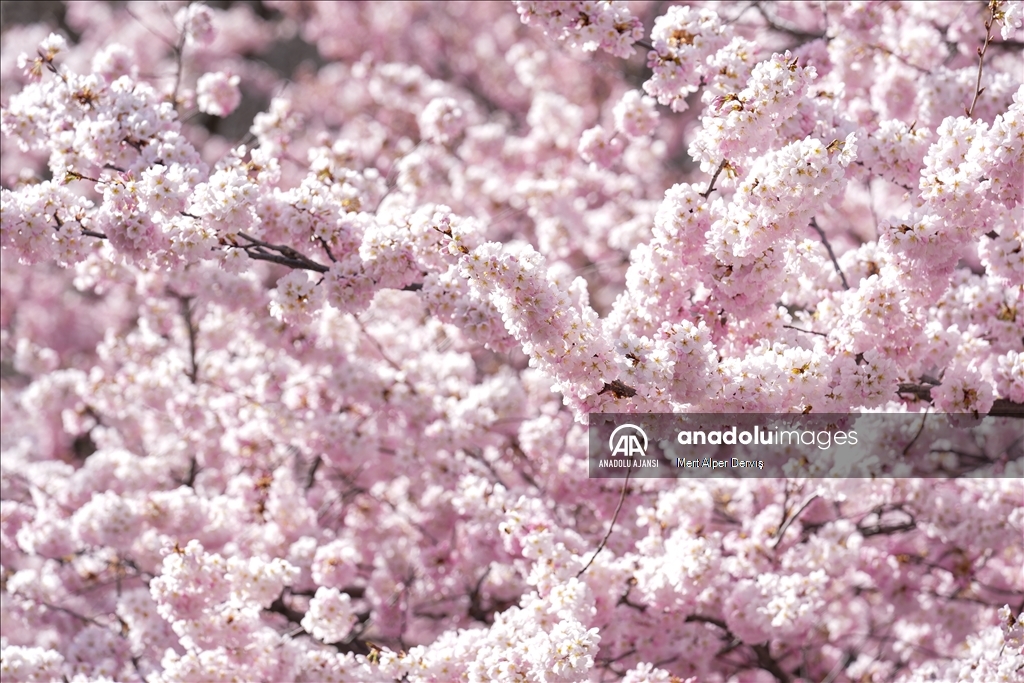 Kanada'da kiraz çiçeği mevsimi