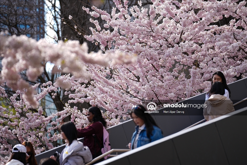 Kanada'da kiraz çiçeği mevsimi