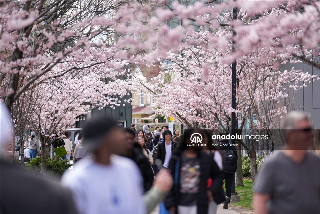 Kanada'da kiraz çiçeği mevsimi