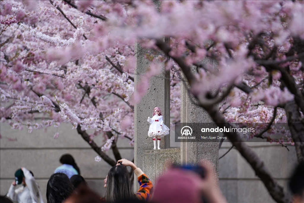 Kanada'da kiraz çiçeği mevsimi
