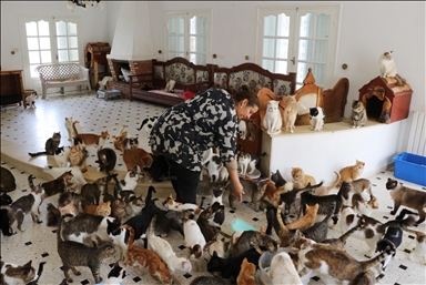 هدى بوشهدة.. تونسية تنقذ 400 قط و22 كلبا من الشارع