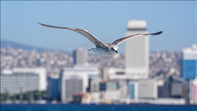 İzmir'in gürültücü deniz kuşu martılar