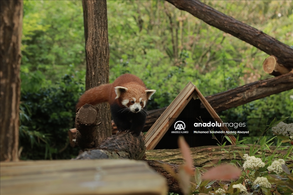 Paris Hayvanat Bahçesi'nde nesli tükenme tehlikesi altındaki Kızıl Panda