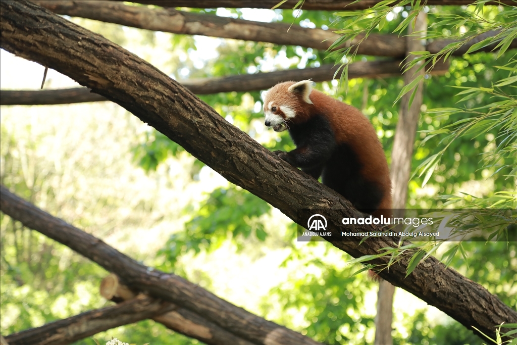 Paris Hayvanat Bahçesi'nde nesli tükenme tehlikesi altındaki Kızıl Panda