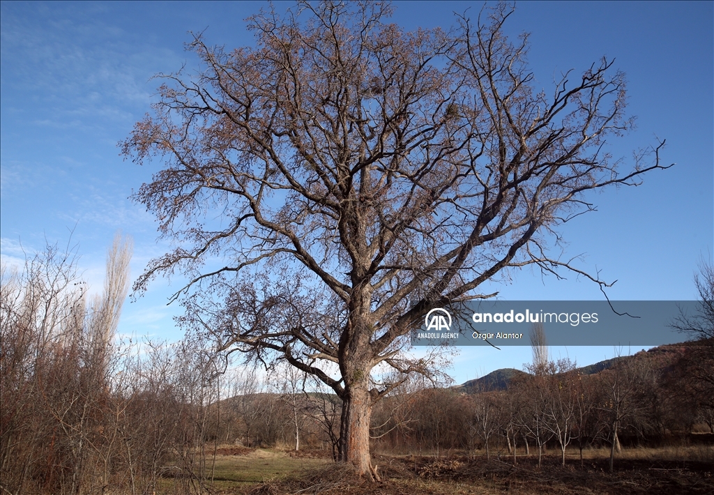 Многовековые деревья фундука в турецкой провинции Кастамону взяты под охрану