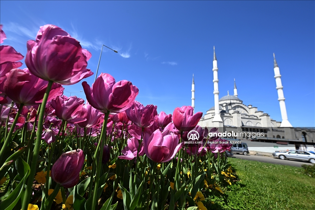 Trabzon bahar renklerine büründü