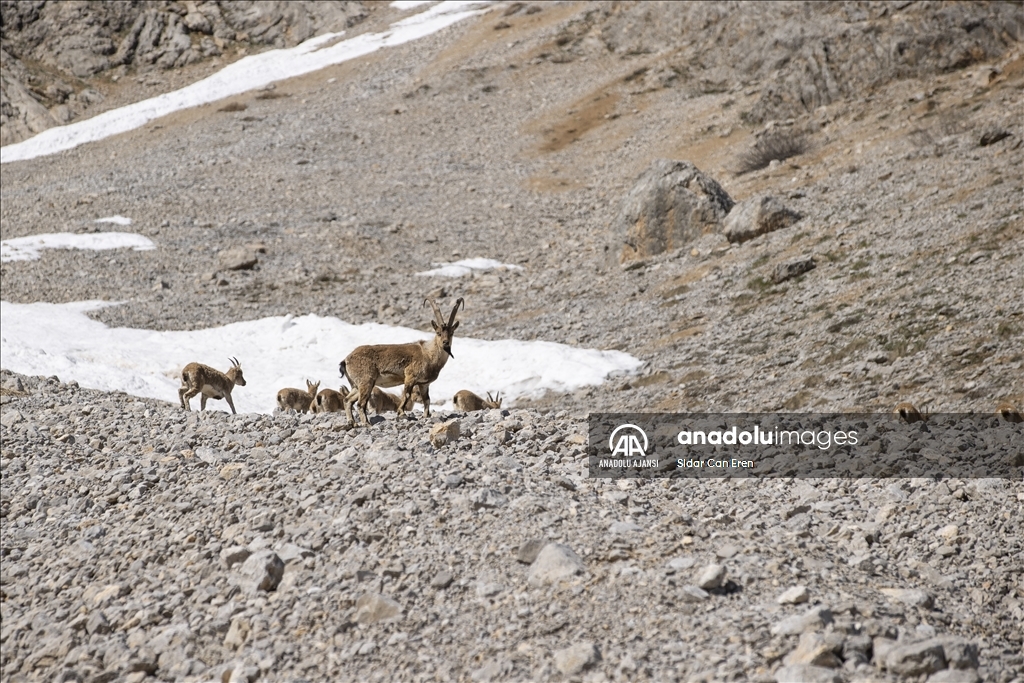 Tunceli'nin Munzur Dağları'nda yaşayan yaban keçileri sürü halinde görüntülendi