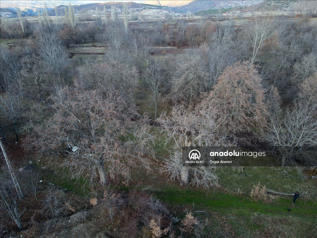 Многовековые деревья фундука в турецкой провинции Кастамону взяты под охрану