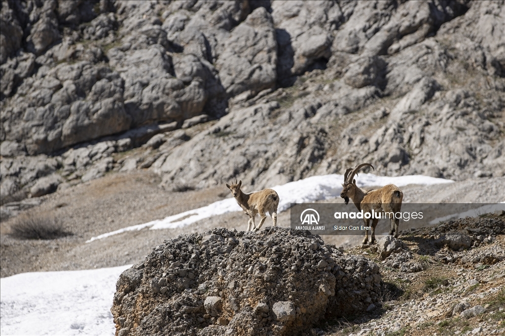 Tunceli'nin Munzur Dağları'nda yaşayan yaban keçileri sürü halinde görüntülendi