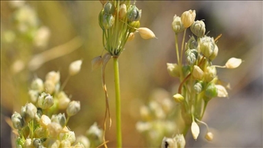 Antalya'da keşfedilen yeni yabani soğan türü literatüre kazandırıldı