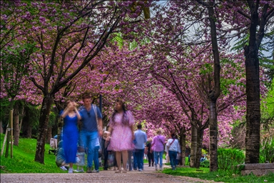 Сезон цветения сакуры в турецкой столице
