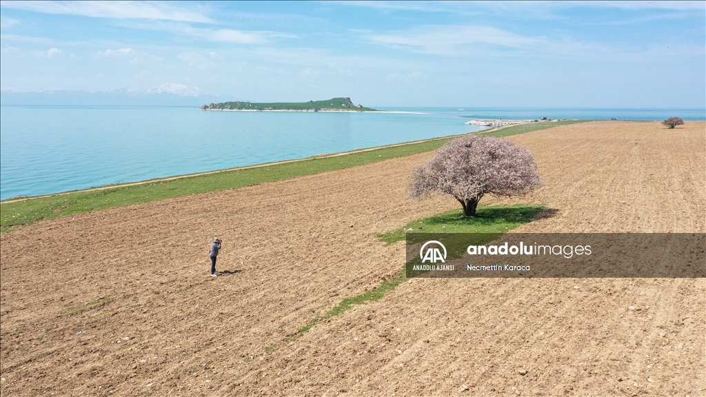Van'da fotoğraf tutkunları ilkbaharda renklenen Çarpanak Adası'nı görüntüledi