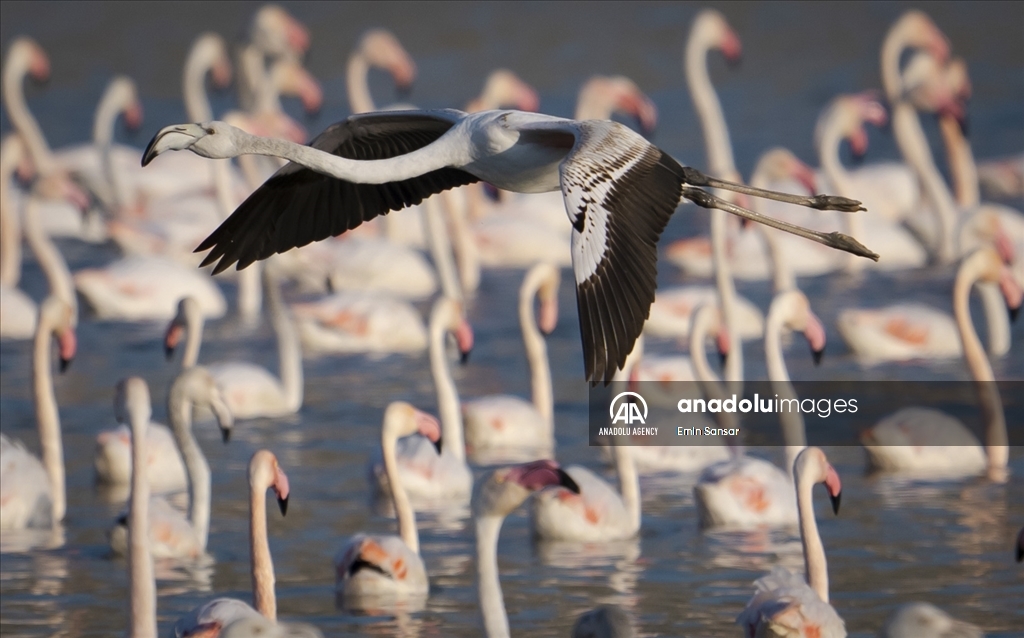 Hiljade flamingosa na jezerima nadomak Ankare 