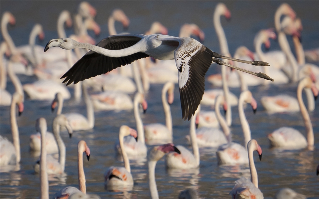 Hiljade flamingosa na jezerima nadomak Ankare 