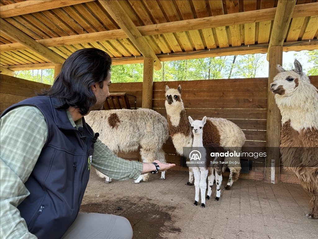 Посетители зоопарка в турецком Коджаэли выберут имя новорожденному детенышу альпаки