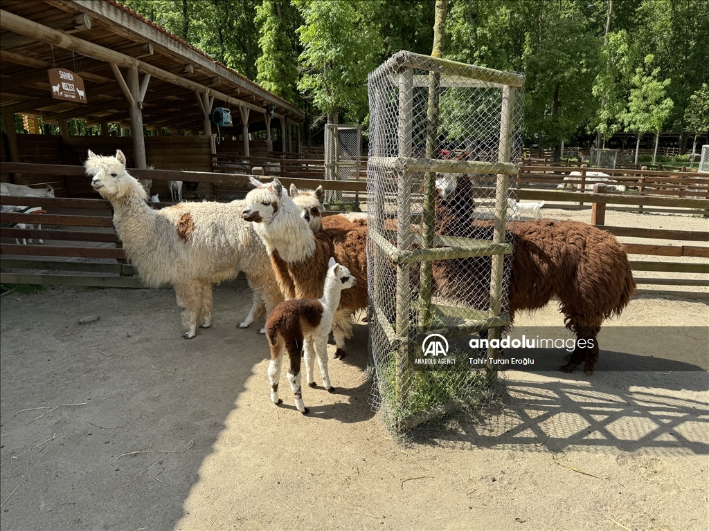 Посетители зоопарка в турецком Коджаэли выберут имя новорожденному детенышу альпаки