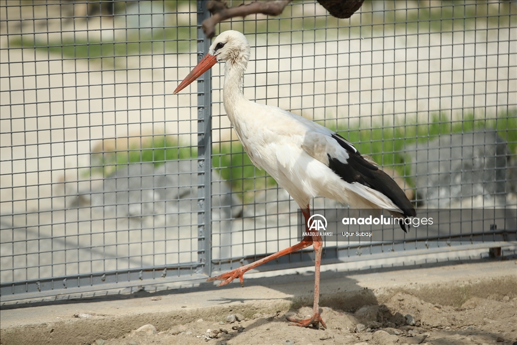 Sakarya'daki tabiat parkı, yaralı yaban hayvanlarına "yuva" oluyor