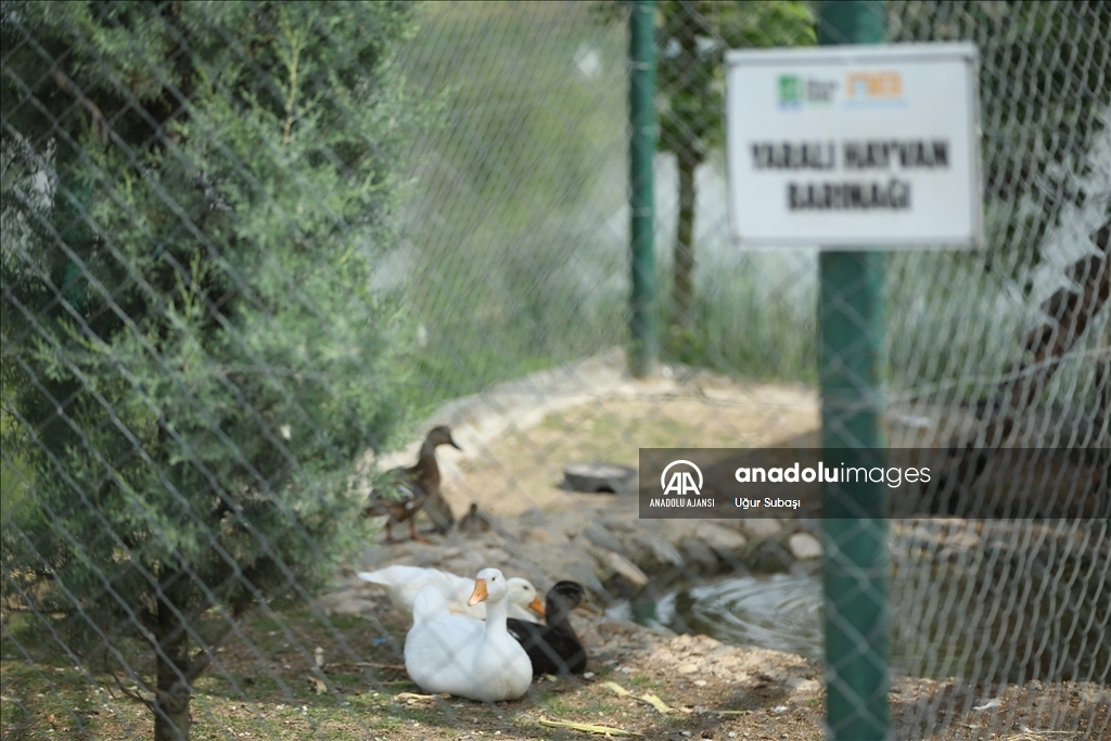 Sakarya'daki tabiat parkı, yaralı yaban hayvanlarına "yuva" oluyor