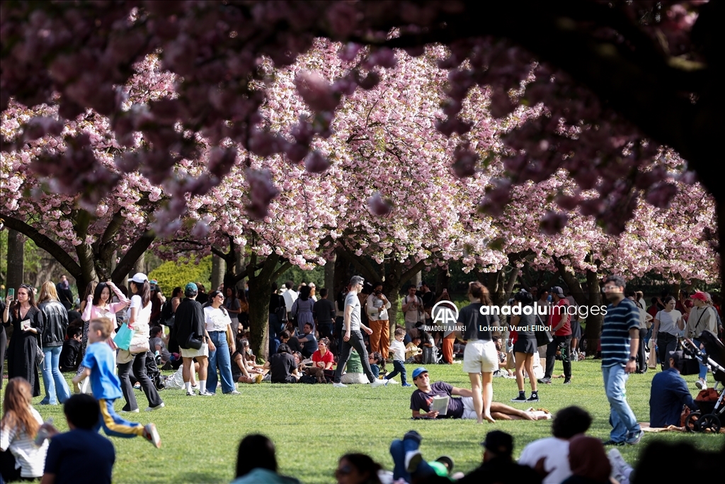 New York'ta Kiraz Çiçeği Festivali