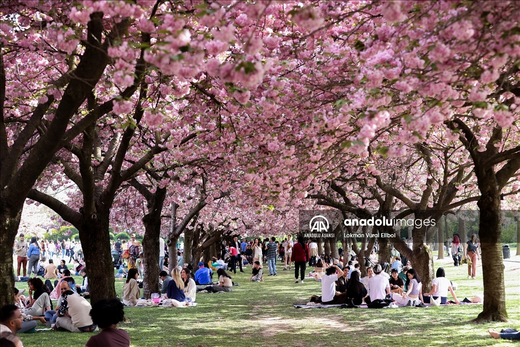 New York'ta Kiraz Çiçeği Festivali