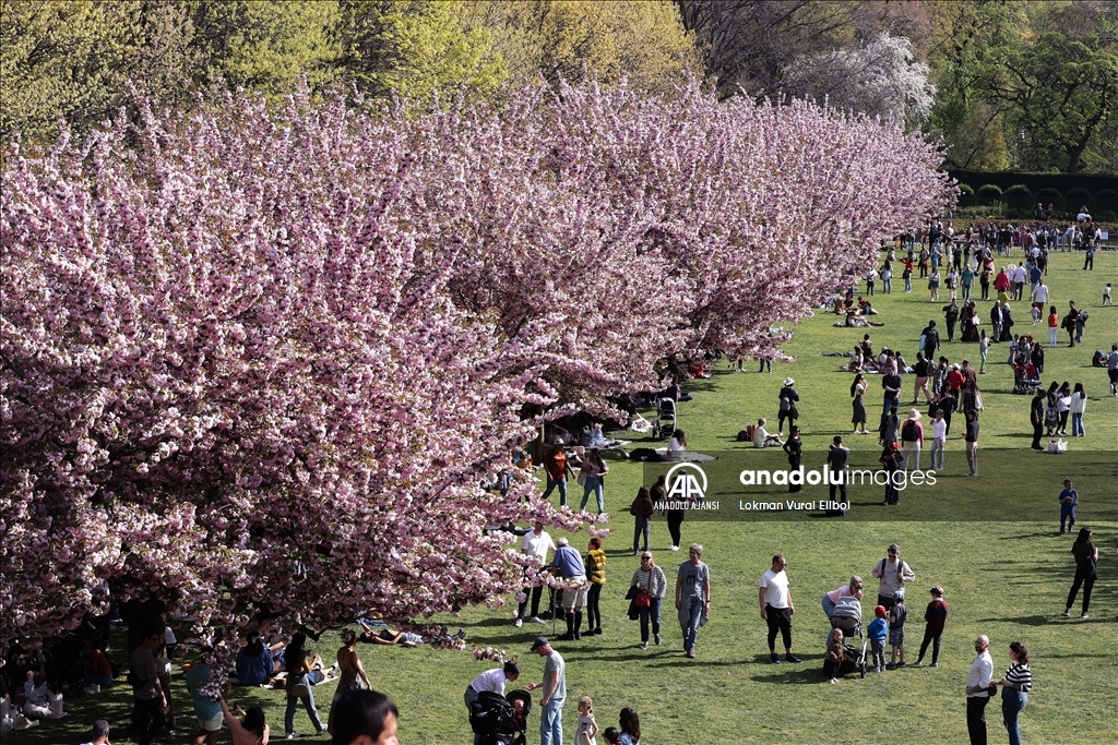 New York'ta Kiraz Çiçeği Festivali