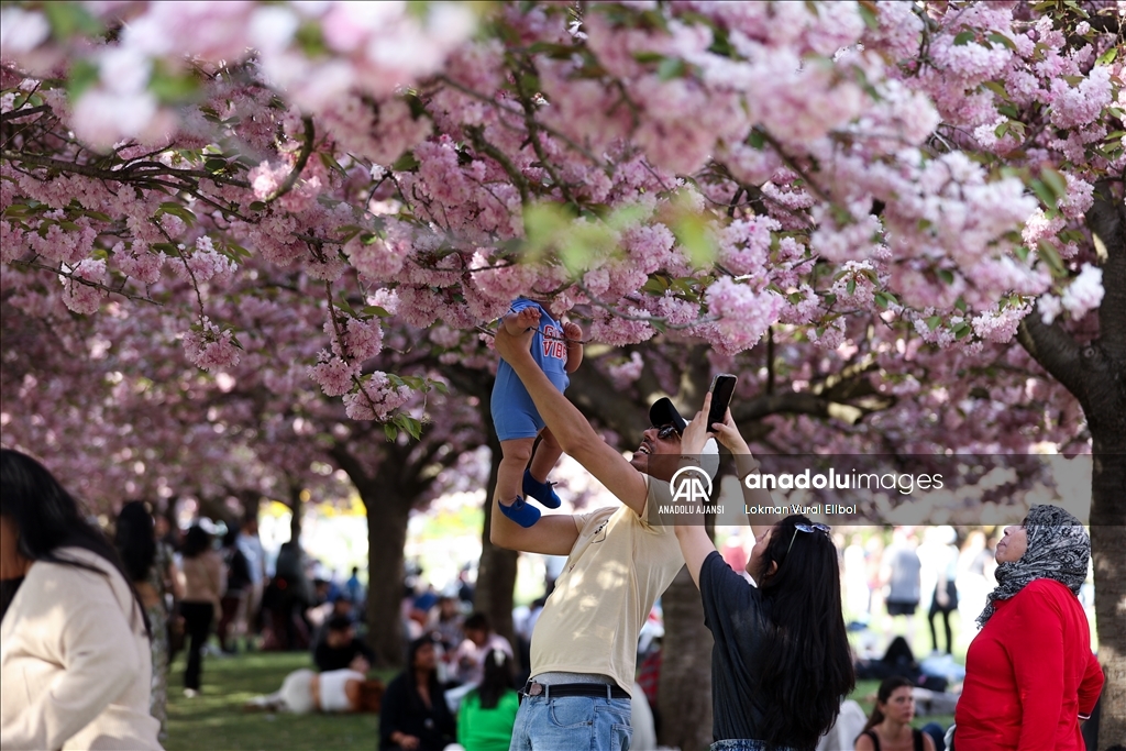 New York'ta Kiraz Çiçeği Festivali