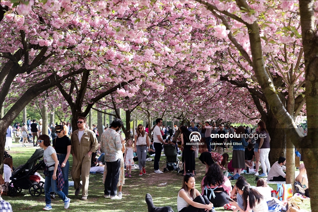 Cherry Blossom Festival in New York Anadolu Ajansı