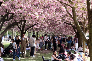 Cherry Blossom Festival in New York