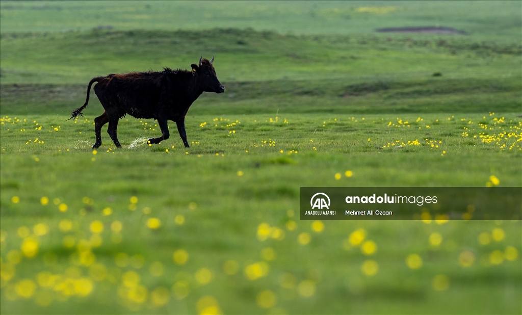 Çamlıdere Benli Yaylası